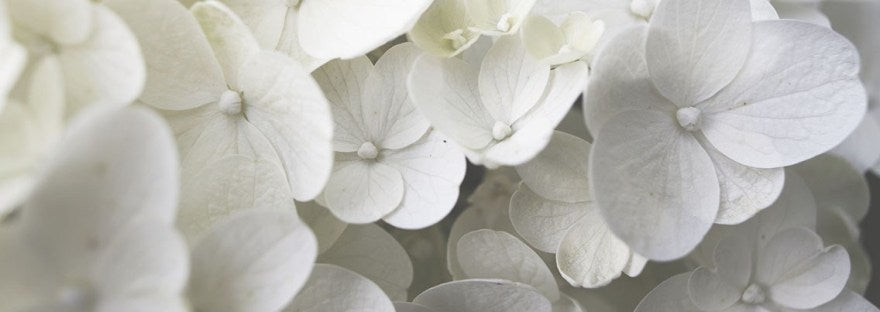 close up of blooming white hydrangea flower
