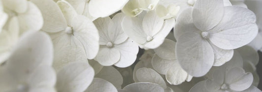 close up of blooming white hydrangea flower